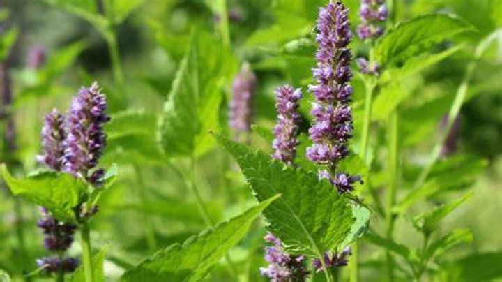 What does the name patchouli mean?