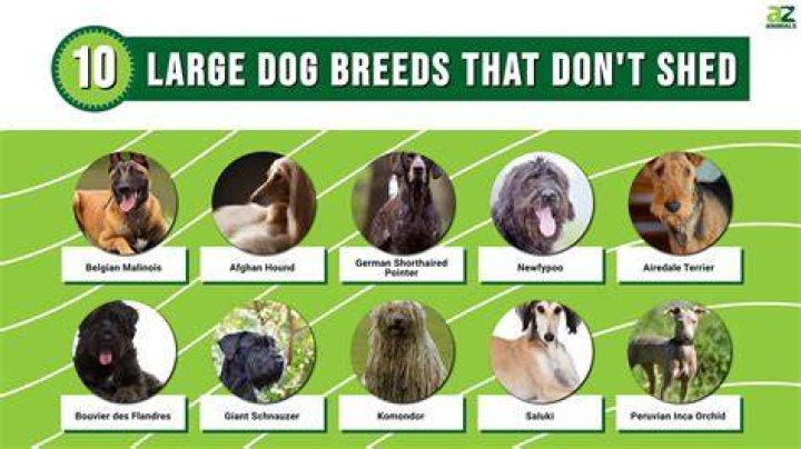 What dog doesn't smell or shed?