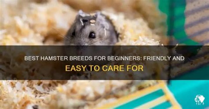 What hamster is best for beginners?