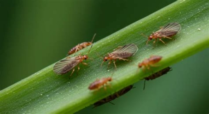 What insects does cinnamon attract?