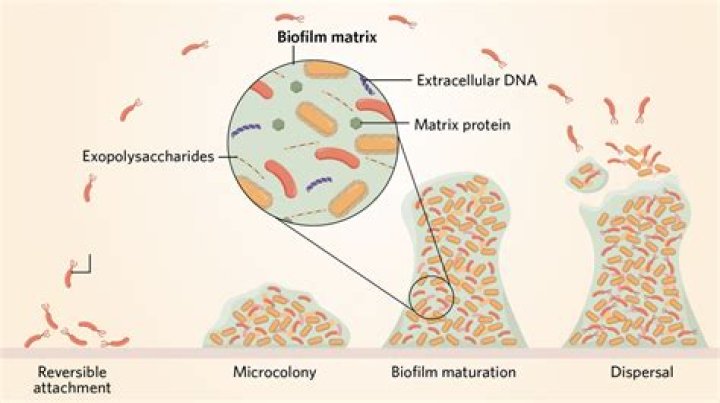 What is a biofilm and what role does it play in disease?