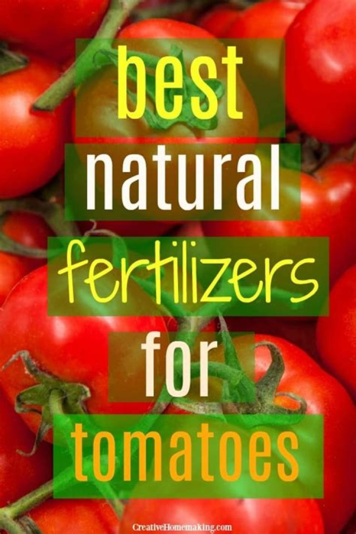 What is the best natural fertilizer for tomatoes?