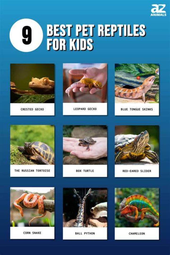 What is the best reptile pet for a 10 year old?