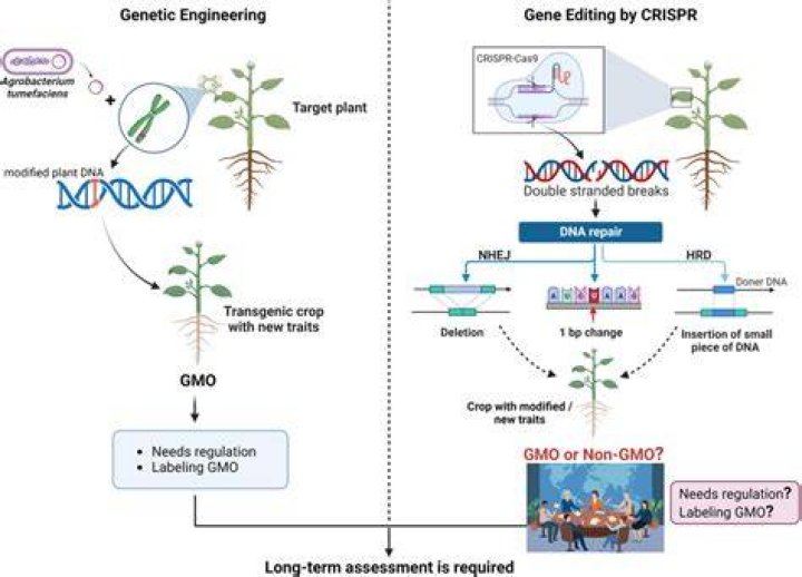 What is the difference between genetic engineering and CRISPR?