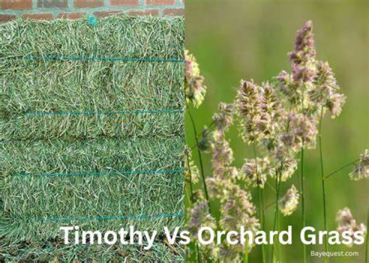 What is the difference between timothy and orchard hay?