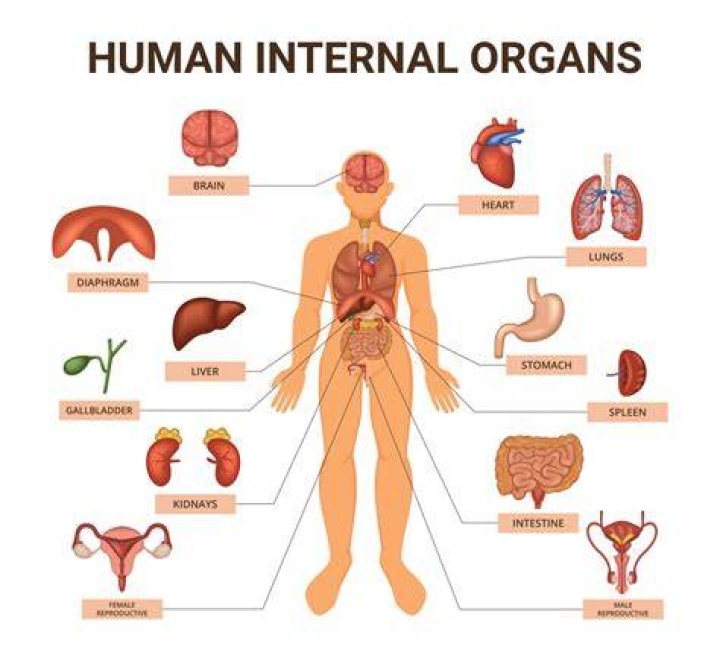 What is the lightest human organ?