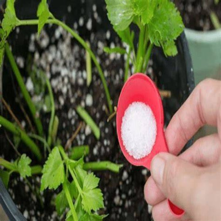 What is the ratio of Epsom salt to water?