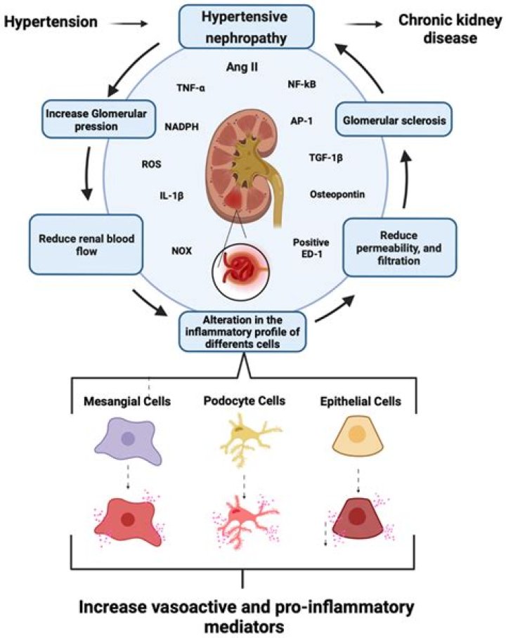 What kidney problems cause high blood pressure?