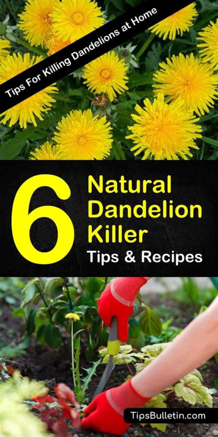 What kills dandelions naturally?
