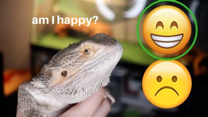 What makes a bearded dragon happy?