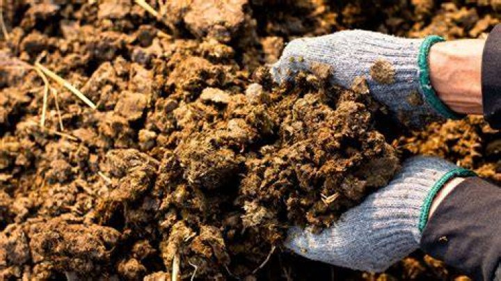 What manure has the most nitrogen?