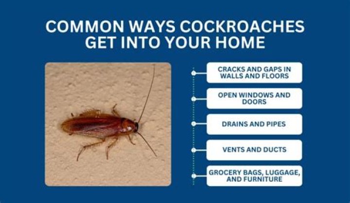 What month do roaches go away?