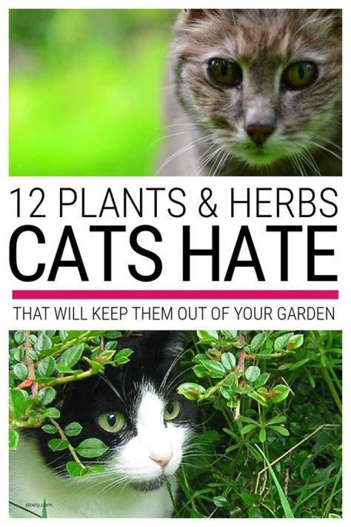 What plant do cats hate the most?