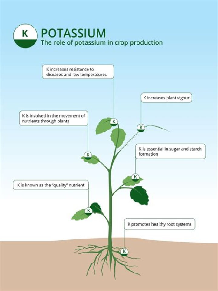 What plants need a lot of potassium?
