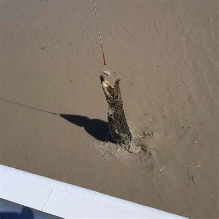 What to do if you see a crocodile?