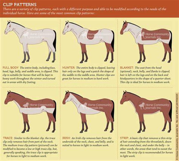 When should you clip a horse for summer?