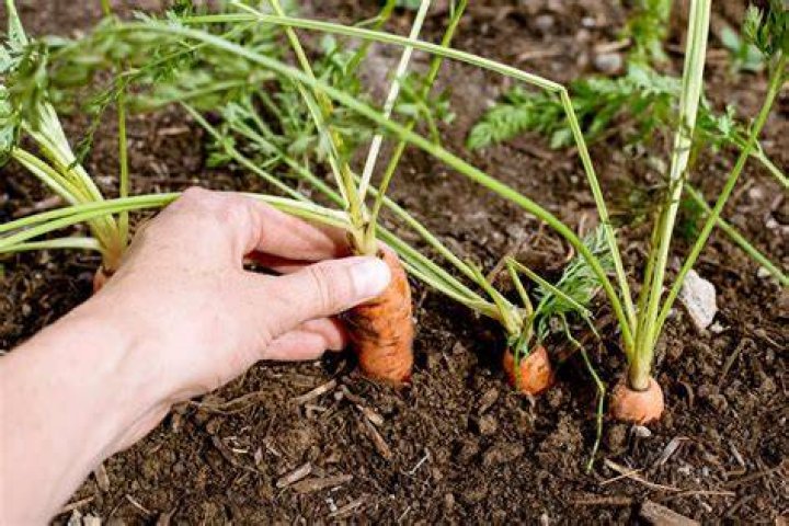 Where are carrot seeds?