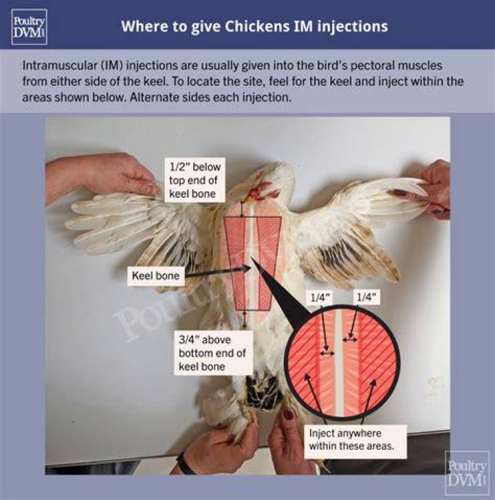 Where do they inject chickens?