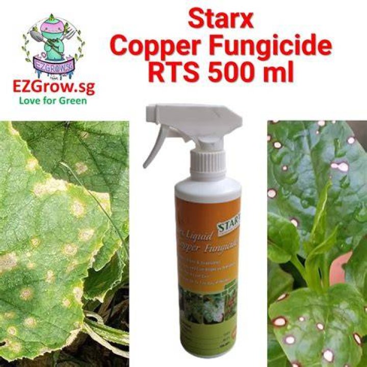 Which is the best fungicide for downy mildew?