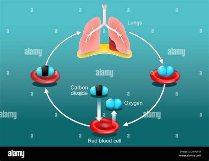 Which vitamin carries oxygen from the lungs to the rest of the body?