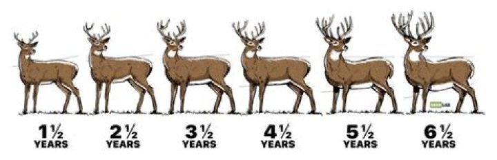 Why are deers so fast?