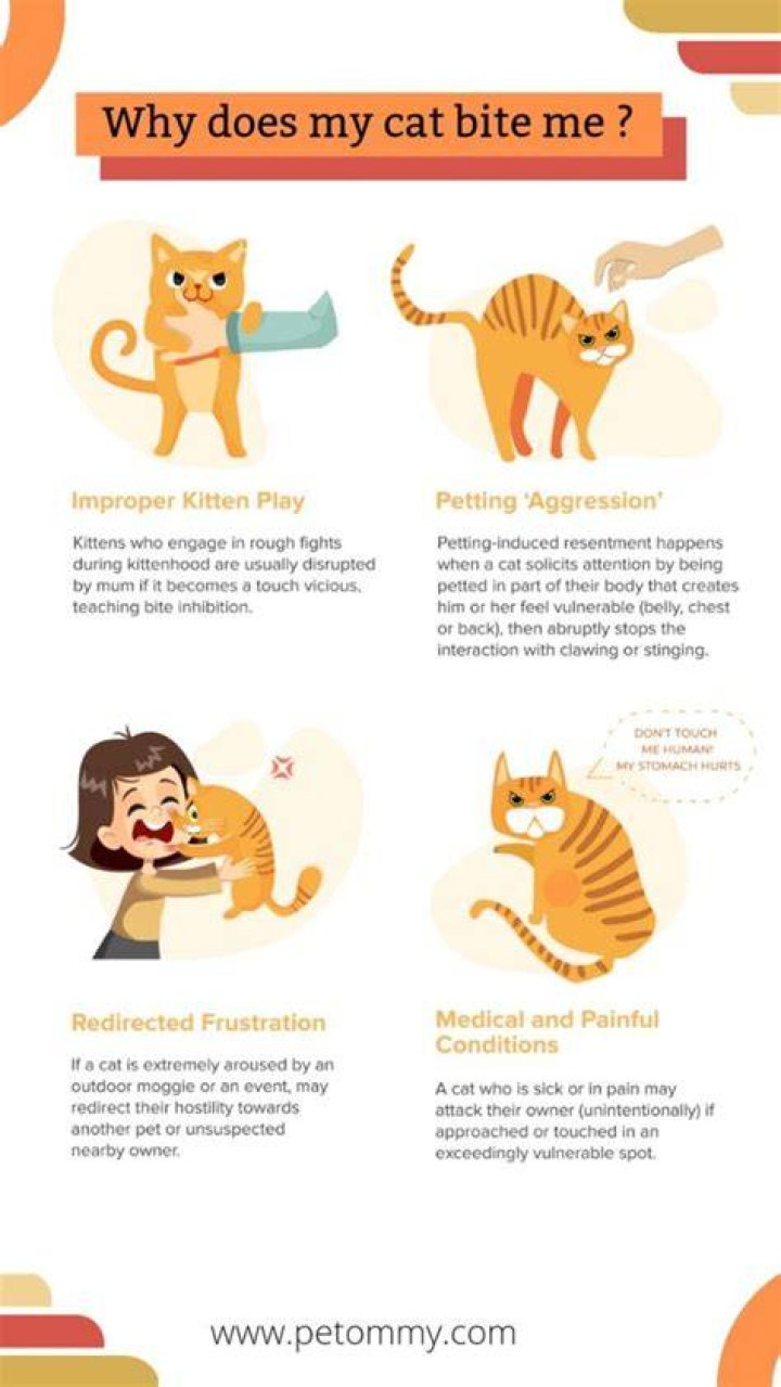 Why do cats bite you softly?