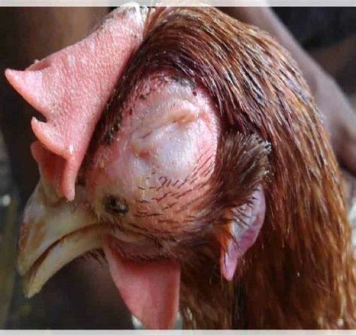Why do my chickens laugh?