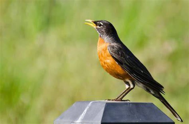 Why do robins sing so early in the morning?