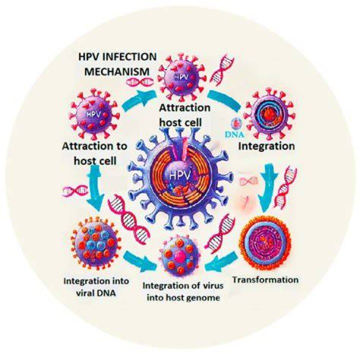 Why does HPV come and go?