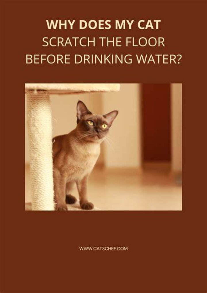 Why does my cat scratch the floor before drinking water?
