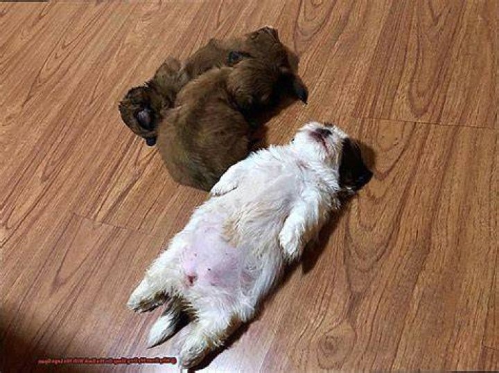 Why does my dog sleep on his back with his legs open?