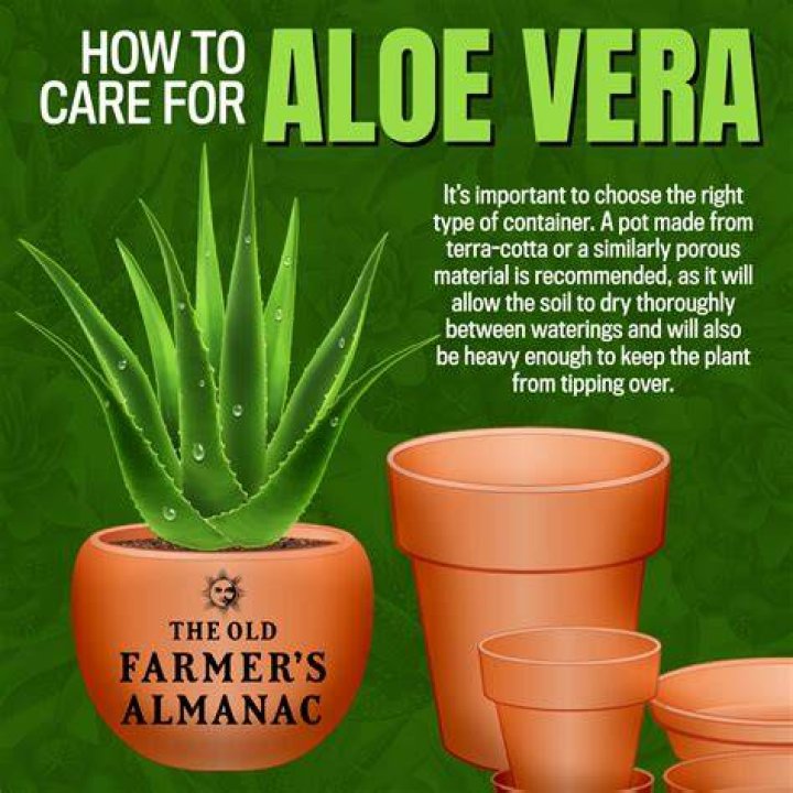 Why is aloe vera not good for you?