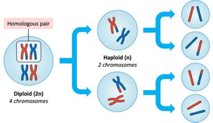 Why is it important that meiosis reduces the number of chromosomes found in somatic cells by half?