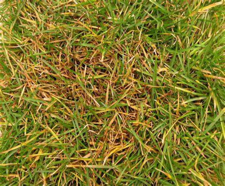 Why is my bluegrass yellow?