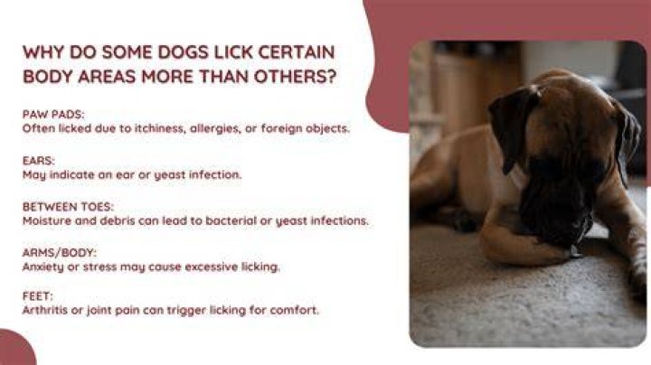 Why is my dog licking his groin area?