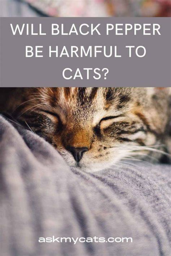 Will black pepper keep cats away?