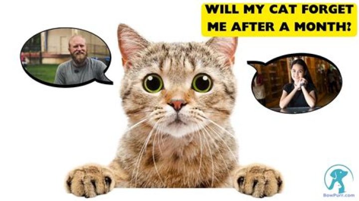 Will my cat forget me after 6 months?