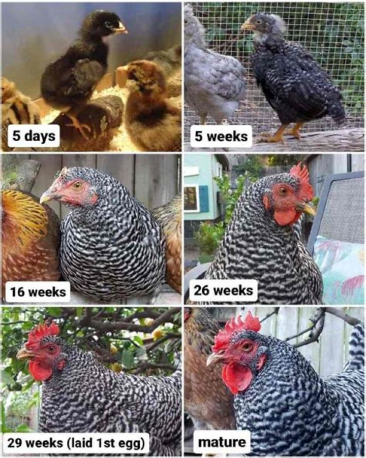 Will older hens hurt chickens?